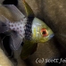 cardinalfish_pajama_rr_h_0001_yap0556.jpg